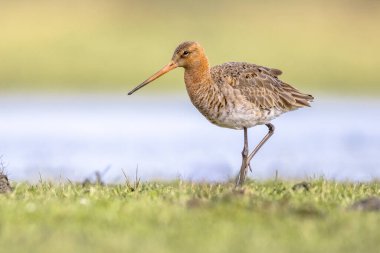 Kara Kuyruklu Godwit (Limosa limozası) göçler sırasında sığ bir sularda dinleniyor ve yiyecek arıyor. Hollanda, Kara Kuyruklu Godwit için de önemli bir üreme ortamı. Avrupa 'da Doğa' nın parlak arkaplanlı vahşi yaşam görüntüsü.