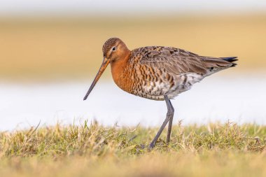 Kara Kuyruklu Godwit (Limosa limozası) göçler sırasında sığ bir sularda dinleniyor ve yiyecek arıyor. Hollanda, Kara Kuyruklu Godwit için de önemli bir üreme ortamı. Avrupa 'da Doğa' nın parlak arkaplanlı vahşi yaşam görüntüsü.