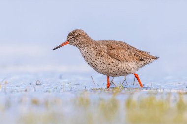 Göç sırasında sığ sularda sık rastlanan yaban ördeği (Tringa totanus) yaban kuşları yiyecek arar. Redshank, Avrasya boyunca göç eden bir kuş türüdür. Avrupa 'nın doğasında vahşi yaşam sahnesi. Netherandlar.