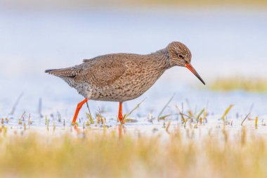 Göç sırasında Sulak Toprakların Sığ Suyu 'nda yiyecek arayan yaygın kırmızı böğürtlen (Tringa totanus). Redshank, Avrasya boyunca göç eden bir kuş türüdür. Avrupa 'nın doğasında vahşi yaşam sahnesi. Netherandlar.