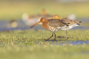 Bir çift Kara Kuyruklu Godwit (Limosa limozası) göçler sırasında sığ bir sularda dinlenip yiyecek arıyorlar. Hollanda, Kara Kuyruklu Godwit için de önemli bir üreme ortamı. Avrupa 'da Doğa' nın parlak Ba 'lı görüntüsü