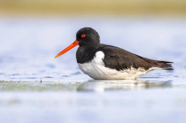 Avrasya İstiridye Yakalayıcısı (Haematopus ostralegus), Hollanda 'da sığ sularda yüzen yaygın ispinoz avcısı veya Palaear Oystercatcher olarak da bilinir. Parlak Arkaplanlı Vahşi Yaşam Doğası Avrupa 'da