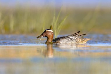 Garganey (Spatula querquedula) küçük bir ördektir. Göç sırasında erkek kuş Bataklıkta yüzüyor. Avrupa 'nın Doğasında Vahşi Yaşam Sahnesi.