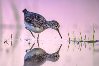 Yeşil Çulluk (Tringa ochropus), Eski Dünya 'nın küçük bir kuşudur. Göç sırasında Sulak Toprakların Sığ Suyunda Dalgalanan Kuş. Avrupa 'da Vahşi Yaşam Doğası Sahnesi.