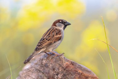 Sparrow Hanedanı (Passer domesticus), yeşil arka planlı bir sandığa tünemiştir. Bu kuş gerçek bir şehir sakini. Avrupa 'da Vahşi Yaşam Doğası Sahnesi.