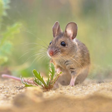 Apodemus sylvaticus (Apodemus) kemirgeni yeşil yosun doğal ortamında kumda otlarla birlikte. Avrupa 'da Vahşi Yaşam Doğası Sahnesi.