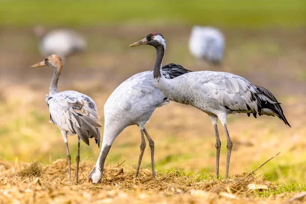 Kranich Grus Grus Gruppe Großer Zugvögel Die Sich Auf Landwirtschaftlichem — Stockfoto