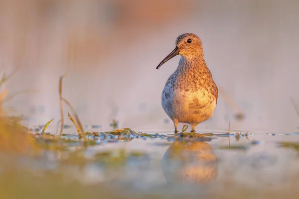 Dunlin Calidris Alpina Küçük Bir Wader Dır Göç Sırasında Sığ — Stok fotoğraf