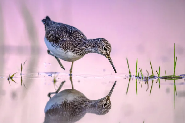 緑のサンドパイパー Tringa Ochrous 旧世界の小さなワダー ショアバードです 移動中の湿地の浅い水での鳥の群れ ヨーロッパの自然風景 — ストック写真