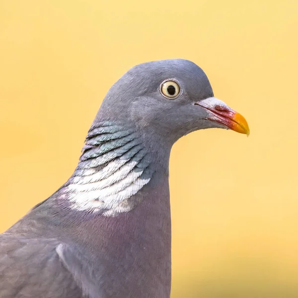 Pigeon Des Bois Columba Palumbus Portrait Tête Fond Jaune Vif — Photo