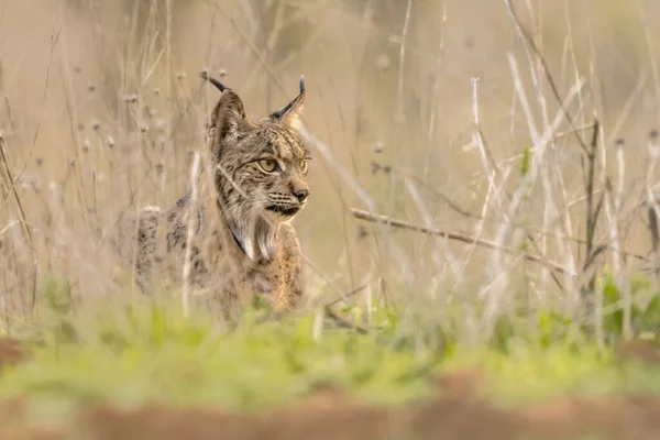 伊比利亚山猫 Iberian Lynx 缩写Lynx Pardinus 是欧洲西南部伊比利亚半岛的一种野生猫科动物 西班牙安杜加尔丛林迷彩区的野生动物 欧洲的野生动物自然景观 — 图库照片