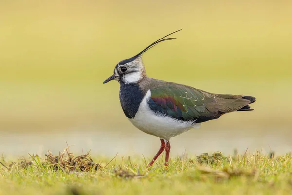 Norra Lapwing Vanellus Vanellus Skyddar Sitt Territorium Vall Och Bete — Stockfoto