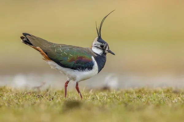 Rocking Display Male Northern Lapwing Vanellus Vanellus Protegiendo Territorio Hábitat — Foto de Stock