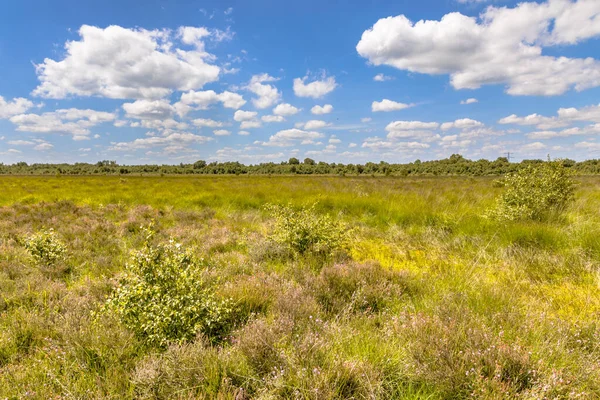 在荷兰的德拉斯省 饲养的沼泽也被称为富氏沼泽自然保护区 Ombrotrophic Bog Nature Reserve Witten 欧洲自然的景观景观 — 图库照片