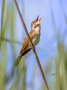 Great Reed Warbler (Acrocephalus arundinaceus) is a Eurasian passerine in the genus Acrocephalus. Male Bird singing in reed. Wildlife Scene of Nature in Europe. clipart