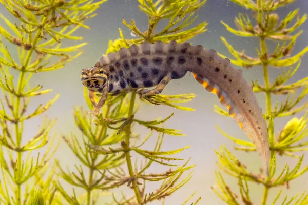 Tritão Comum Lissotriton Vulgaris Macho Anfíbio Aquático Nadando Habitat Água — Fotografia de Stock