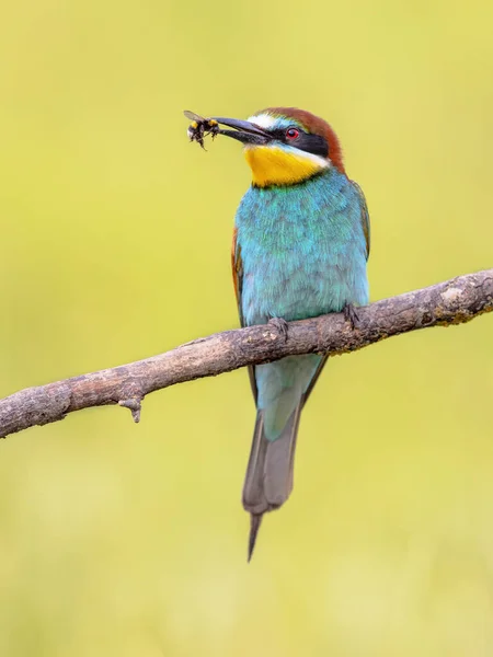 Європейська Бджолоїдка Merops Apiaster Сіла Гілки Бджолами Дзьобі Біля Колонії — стокове фото