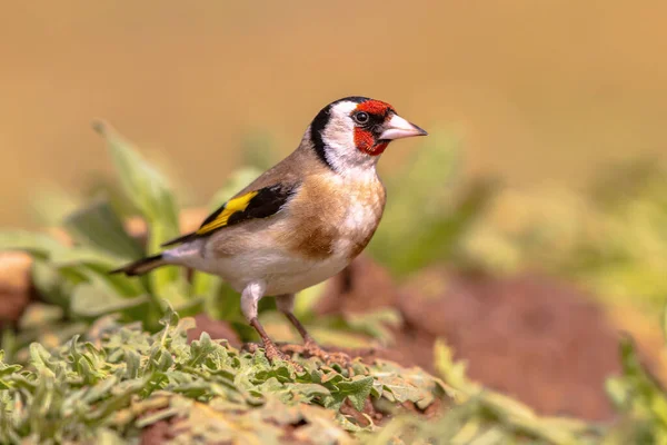 European Goldfinch Carduelis Carduelis Perched Green Vegetation Sunny Weather Bird — Stock Photo, Image