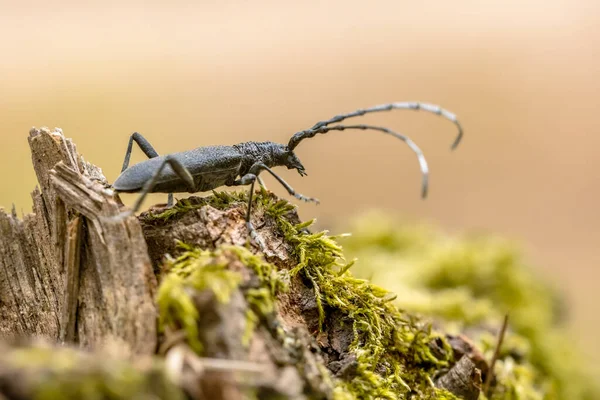 大摩羯座甲虫 Cerambyx Cerdo 是古老枯木上著名的昆虫 欧洲的野生动物自然景观 — 图库照片