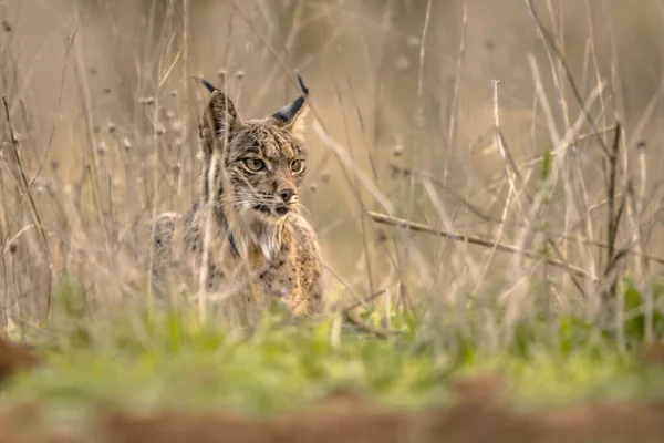 伊比利亚山猫 Iberian Lynx 缩写Lynx Pardinus 是欧洲西南部伊比利亚半岛的一种野生猫科动物 西班牙安杜加尔丛林迷彩区的野生动物 欧洲的野生动物自然景观 — 图库照片