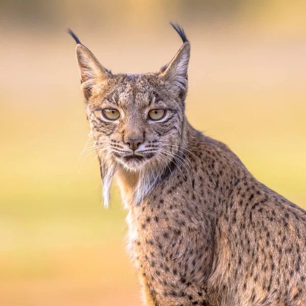 イベリア リンクス Lynx Pardinus 西ヨーロッパのイベリア半島に生息する野生のネコ種である スペインのアンジュハルで野生動物 ヨーロッパの自然風景 — ストック写真