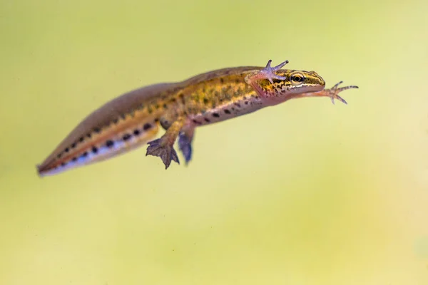 Palmsalamander Lissotriton Helveticus Kleurrijke Aquatische Amfibie Mannetje Zwemmen Zoetwater Habitat — Stockfoto