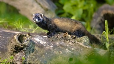 Kokarca (Mustela putorius). Avrupa kokarcaları geceleri doğal gece koşulları altında ormandaki arka planda tutulurlar. Avrupa 'nın doğasında vahşi yaşam sahnesi.