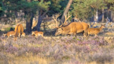 Kızıl geyik (Cervus elaphus), Hollanda 'nın Veluwe kentinde sonbaharda çiftleşme mevsiminde. Avrupa 'da vahşi yaşam sahnesi.