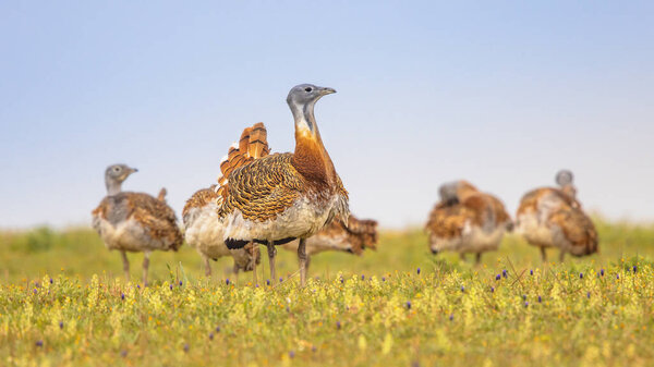 Great Bustard (Otis tarda). Male bird with group of females balloon displaying in Open Grassland with Flowers in Extremadura Spain. March. Wildlife Scene of Nature in Europe.