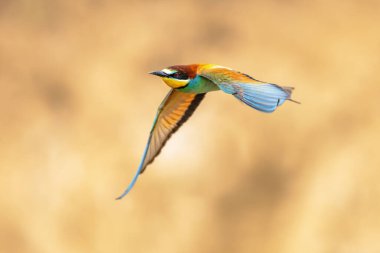 Avrupa Arı Yiyen (Merops apiaster), Üreme Kolonisi yakınlarında bulanık arka planda uçuyor. Bu kuş güney Avrupa 'da ve kuzey Afrika ve batı Asya' nın bazı bölgelerinde ürer. Avrupa 'da Doğa Sahnesi.