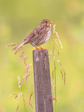 Mısır kiraz kuşu (Emberiza calandra) parlak arka planda kutba tünemiş. Bu kuş, Güney Avrupa 'daki tarım arazilerinde yaygındır. Bulgaristan. Avrupa 'da Doğa Sahnesi.