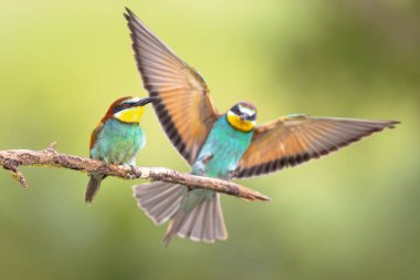Bir çift Avrupa Arı Yiyen (Merops apiaster), Üreme Kolonisi yakınlarındaki bir dala tünemişti. Bu kuş güney Avrupa 'da ve kuzey Afrika ve batı Asya' nın bazı bölgelerinde ürer. Avrupa 'da Doğa Sahnesi.