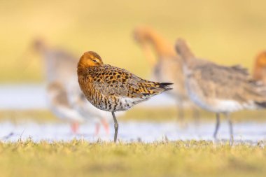 Uyuyan Kara Kuyruklu Godwit (Limosa limozası) Göç sırasında sığ bir sularda dinleniyor ve yiyecek arıyor. Hollanda, Kara Kuyruklu Godwit için de önemli bir üreme ortamı. Avrupa 'da Doğa' nın B ile çekilmiş vahşi yaşam görüntüsü