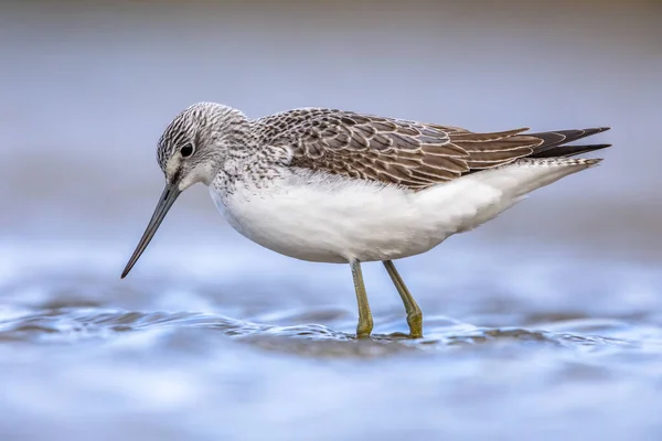 一般的なグリーンシャンク Tringa Nblasaria 水辺の海岸で浅い水で鳥を採餌させる 自然の中で野生動物のシーン オランダのグラニンゲン — ストック写真