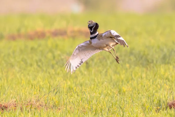 草原での小ブスタード Tetrax4X の表示 この大きな鳥は南ヨーロッパや西アジアや中央アジアで繁殖する 農業が激化しているため 急速に減少しています ヨーロッパの自然風景 ロイヤリティフリーのストック写真