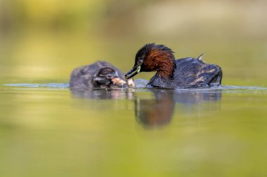 Küçük Yunus (Tachybaptus ruficollis) suda yüzerek balık yakalar ve yavruları besler. Bu su kuşu, Grebe ailesinin bir üyesidir. Avrupa 'da Vahşi Yaşam Doğası Sahnesi.
