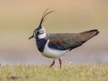 Kuzeydeki Erkek Kanadı 'nın (Vanellus vanellus) çayır yetiştirme habitatındaki bölgesini koruyan sallanan görüntüsü. Bu Plover 'ın Song Uçuş ve Görünüm Davranışları muhteşem. Parlak Arkaplanlı Vahşi Yaşam Doğası Avrupa 'da.