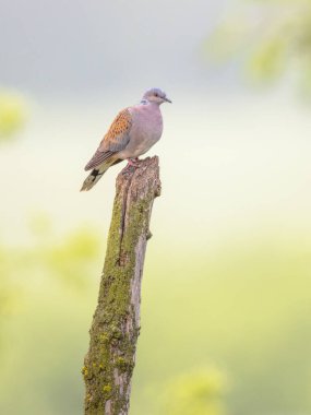 Kaplumbağa güvercini (Streptopelia turtur) bulanık arka planlı bir kutba tünemişti. Bu Columbidae kuş familyasının bir üyesi, güvercinler ve güvercinler. Avrupa 'da Vahşi Yaşam Doğası Sahnesi.