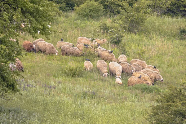 Stado Owiec Wypasanych Naturalnych Wzgórzach Bułgarii Europie — Zdjęcie stockowe