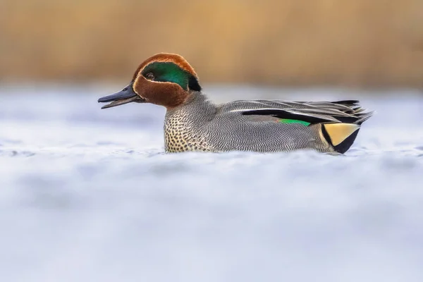 Calling Male Common Teal Eurasian Teal Anas Crecca Swimming Water — Stock Photo, Image