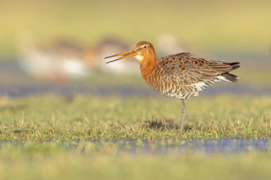 Kara Kuyruklu Godwit (Limosa limozası) Göç sırasında sığ sularda arama, dinlenme ve yiyecek arama. Hollanda, Kara Kuyruklu Godwit için de önemli bir üreme ortamı. Avrupa 'da Doğa' nın parlak görüntüsü 