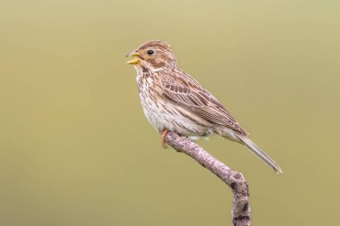 Mısır kiraz kuşu (Emberiza calandra) parlak arka planda Branch üzerine tünemiş. Bu kuş, Güney Avrupa 'daki tarım arazilerinde yaygındır. Bulgaristan. Avrupa 'da Doğa Sahnesi.