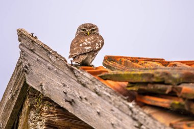 Küçük Baykuş (Athene noctua) Gece Kuşu eski ahırın çatısına tünemiş parlak arka planla kameraya bakıyordu. Avrupa 'da Vahşi Yaşam Doğa Sahnesi. Bulgaristan.