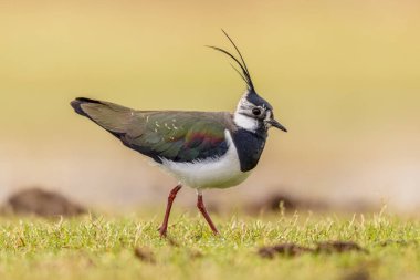 Kuzeydeki Erkek Kanadı 'nın (Vanellus vanellus) çayır yetiştirme habitatındaki bölgesini koruyan sallanan görüntüsü. Bu Plover 'ın Song Uçuş ve Görünüm Davranışları muhteşem. Parlak Arkaplanlı Vahşi Yaşam Doğası Avrupa 'da.