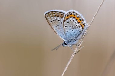 Gümüş Aygır Mavi Kelebek (plebeius argus), sopa üzerinde dinlenen kapalı kanatları ile doğal Heathland habitatında dinleniyor. Drenthe, Hollanda.