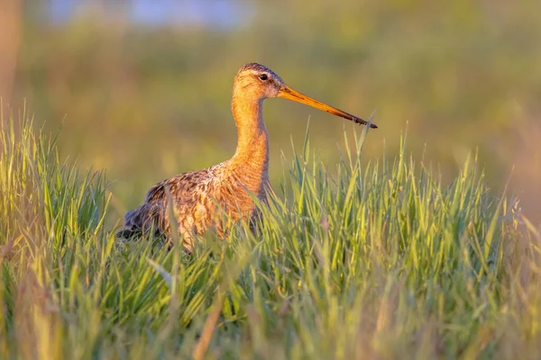 Looking Black-tailed Godwit (Limosa limosa) Resting and Foraging in shallow Water of a Wetland during Migration. The Netherlands as an important Breeding habitat for the Black Tailed Godwit as well. Wildlife image of Nature in Europe with bright Back