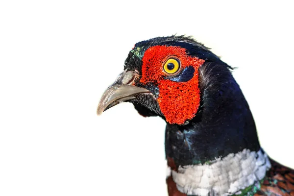 Beyaz Arkaplanda Izole Edilmiş Yaygın Sülün Phasianus Colchicus Portresi Kuş — Stok fotoğraf