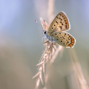 Avrupa Kelebeği Sooty Copper (Lycaena tityrus) arka planı bulanık, çimlerin üzerinde güzel bokeh ile dinleniyor. Avrupa 'nın doğal ortamında kelebek.