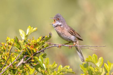 Greater Whitethroat (Curruca Communis), Avrupa genelinde yetişen yaygın ve yaygın bir wWrbler türüdür. Doğa Koruma Alanındaki Bush Şubesi 'ne tünemiş..