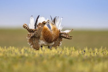 Büyük Bustard (Otis tarda). Extremadura İspanya 'da Çiçeklerle Açık Çayırda sergilenen büyük bir kuş balonu. Marş. Avrupa 'da Vahşi Yaşam Doğası Sahnesi.
